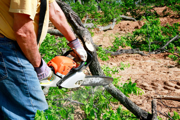 Best Root Management and Removal  in Montesano, WA